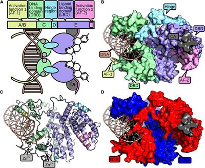 Function and Evolution of Nuclear Receptors in Environmental-Dependent Postembryonic Development